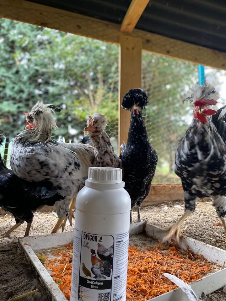 Ovigor Birds
