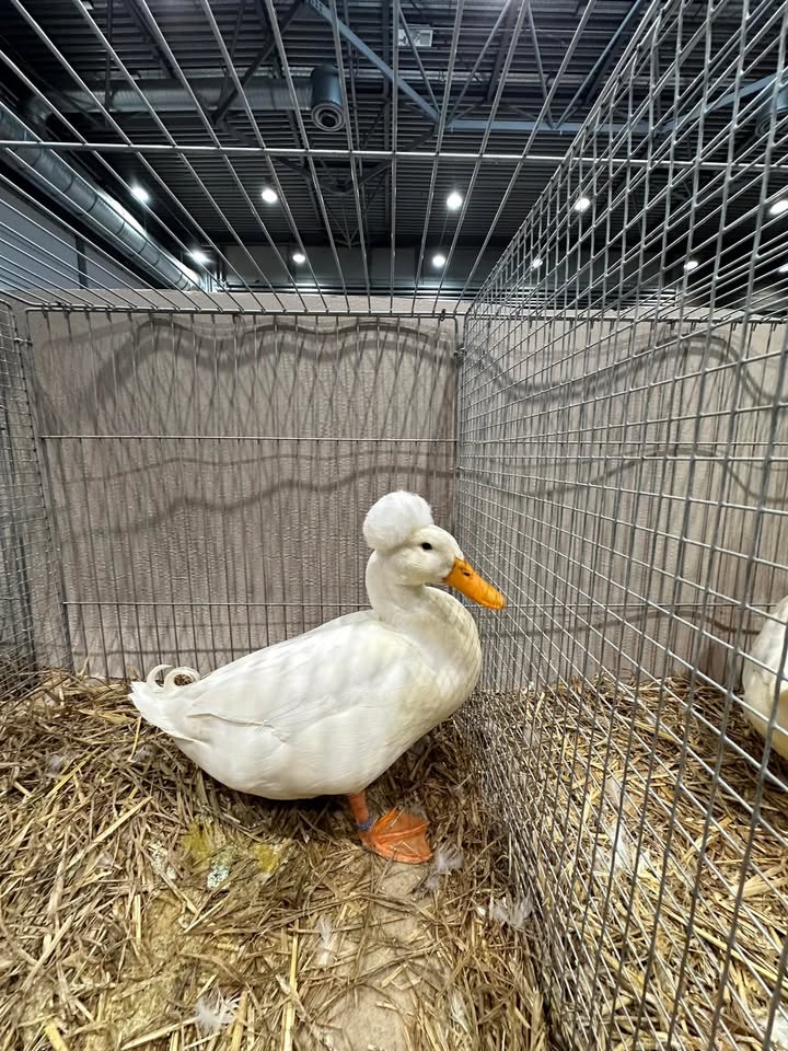 Ovigor Birds