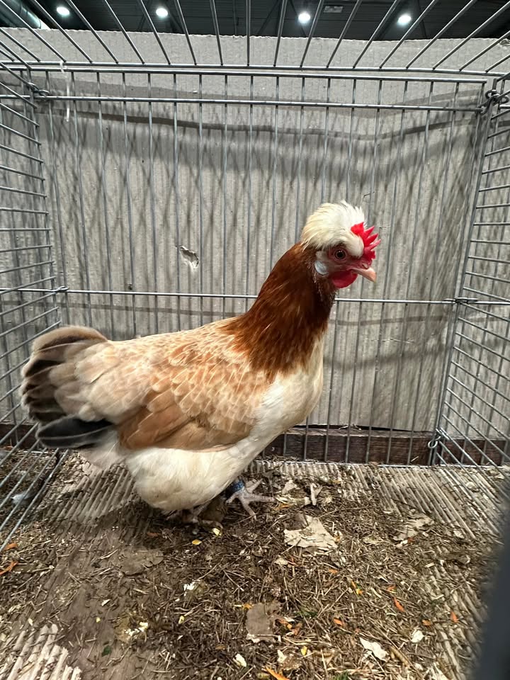 Ovigor Birds